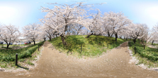 HDRI_Cherry Blossoms_8